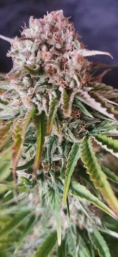 Growreport Bild 14