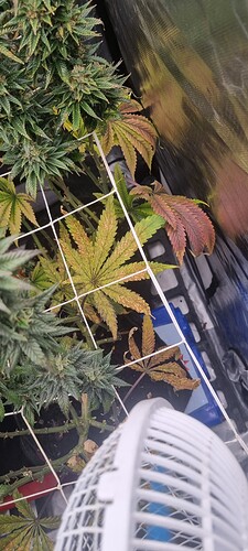 Growreport Bild 29