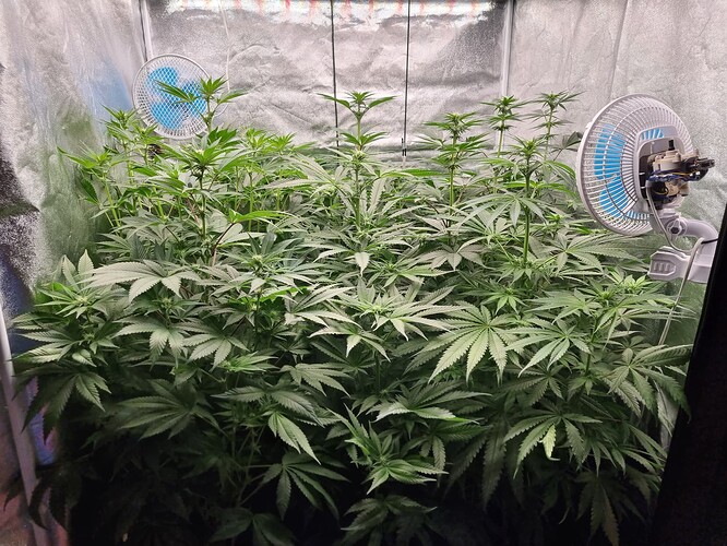 Growreport Bild 4