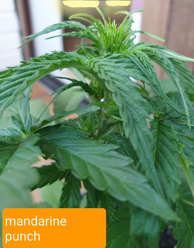 Growreport Bild 9