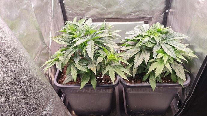 Growreport Bild 9
