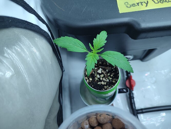 Growreport Bild 40