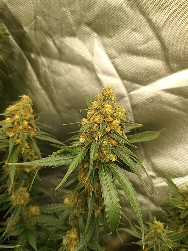 Growreport Bild 17