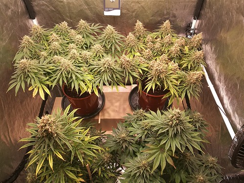 Growreport Bild 29
