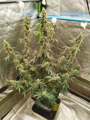 Growreport Bild 4