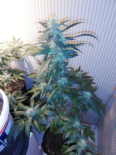 Growreport Bild 12