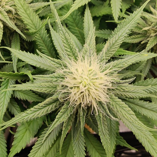 Growreport Bild 11