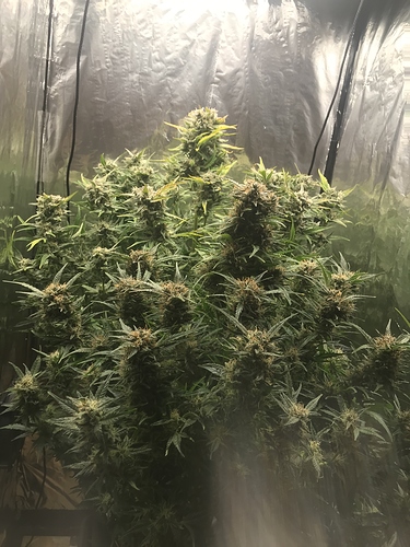 Growreport Bild 6
