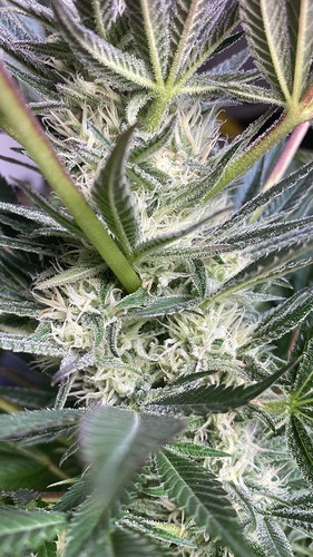 Growreport Bild 25