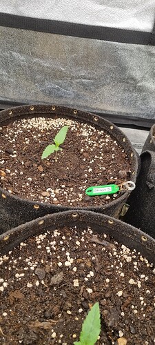 Growreport Bild 37