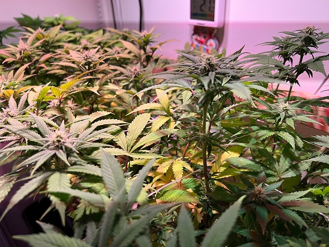 Growreport Bild 4