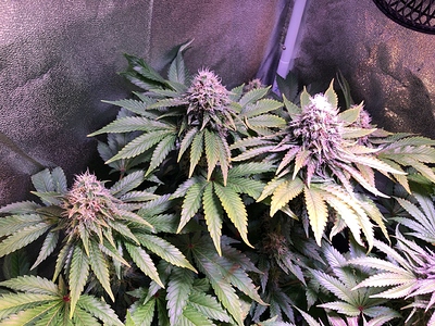 Growreport Bild 11