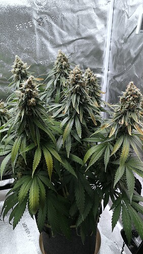 Growreport Bild 2