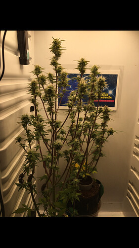 Growreport Bild 7