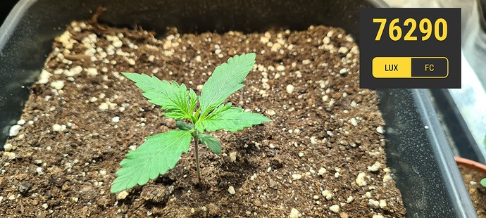 Growreport Bild 13
