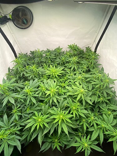 Growreport Bild 1
