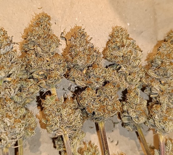 Growreport Bild 8