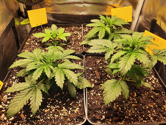Growreport Bild 1