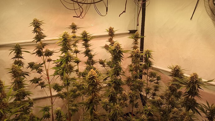 Growreport Bild 46