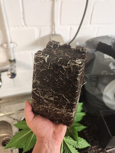 Growreport Bild 9