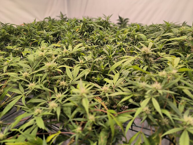 Growreport Bild 1