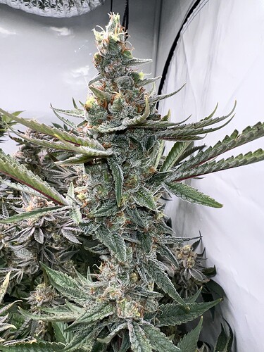 Growreport Bild 6