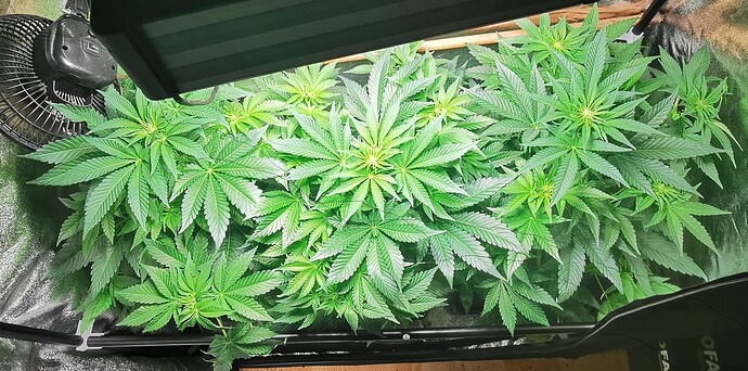 Growreport Bild 52