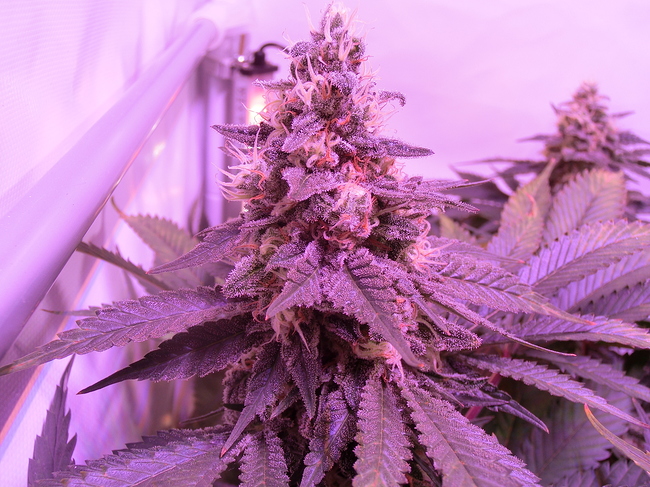 Growreport Bild 3