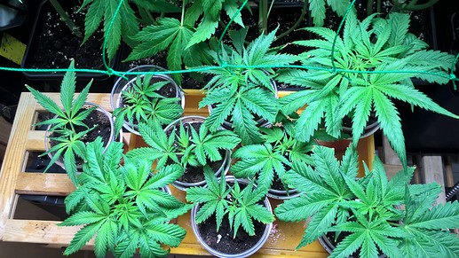 Growreport Bild 4
