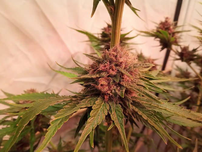 Growreport Bild 18