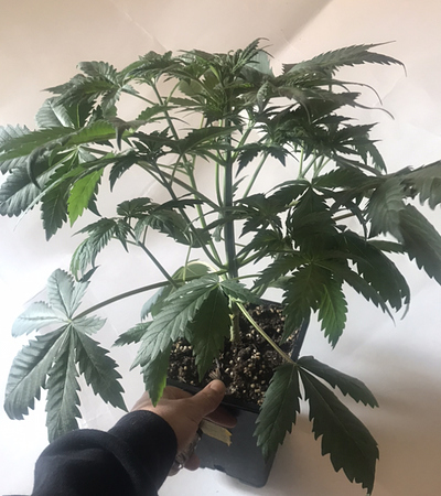 Growreport Bild 6