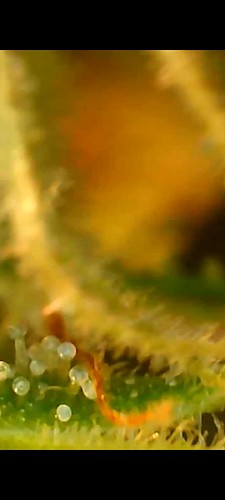 Screenshot_20210729-165508_Gallery