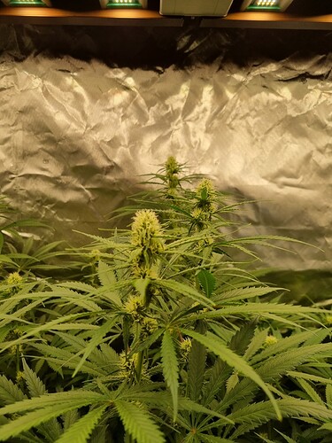Growreport Bild 28