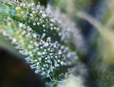 Growreport Bild 2