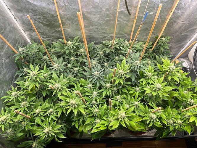 Growreport Bild 2