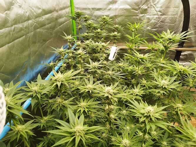 Growreport Bild 2