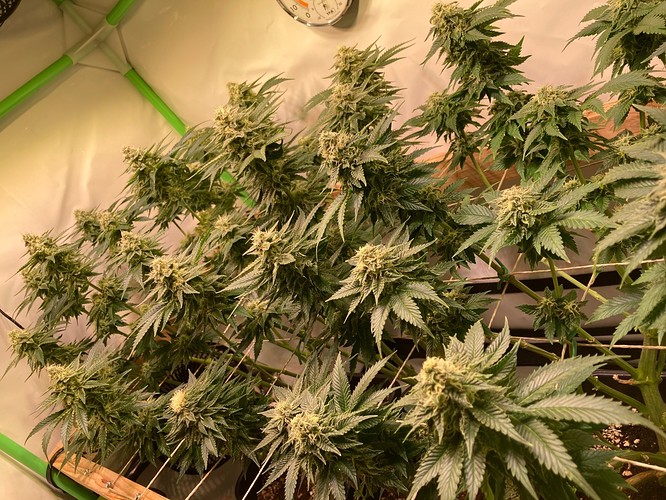 Growreport Bild 5