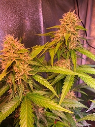 Growreport Bild 10
