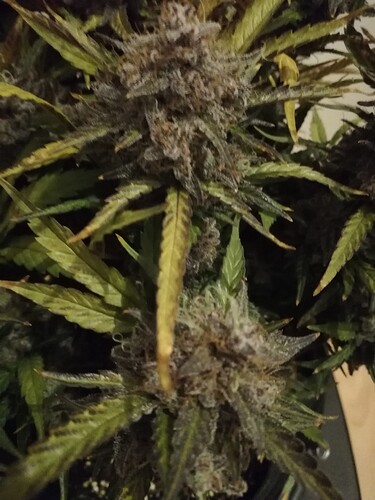 Mimosa_240119-5