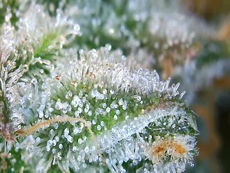 Growreport Bild 1
