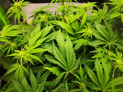 Growreport Bild 7