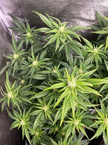 Growreport Bild 2