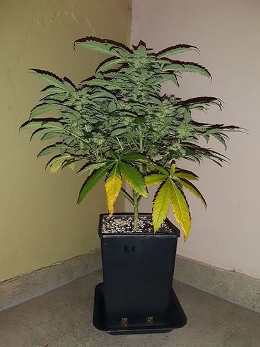 Growreport Bild 1
