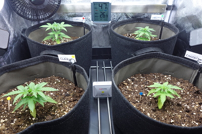 Vier junge Cannabispflanzen in Vlies-Töpfen, jede mit einem Namensschild versehen. Ein Hygrometer zeigt 26,9°C und 47% Luftfeuchtigkeit an.