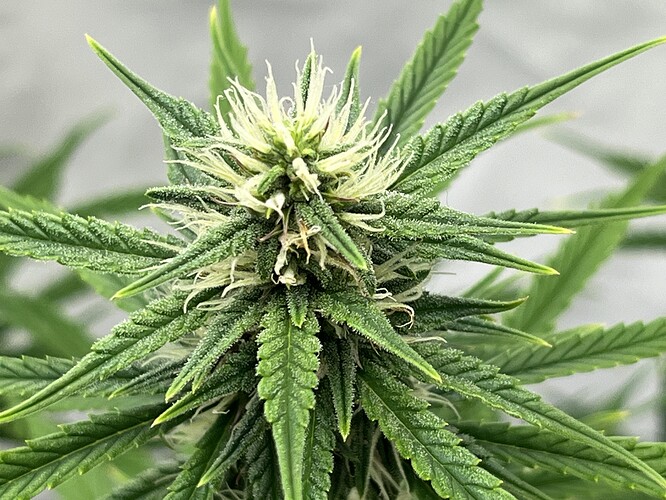 Growreport Bild 8