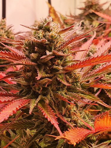Growreport Bild 4