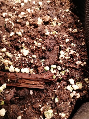Growreport Bild 62