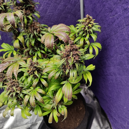 Growreport Bild 45