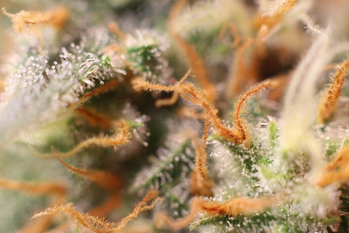 Growreport Bild 7
