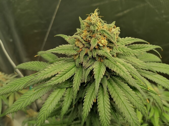 Growreport Bild 16